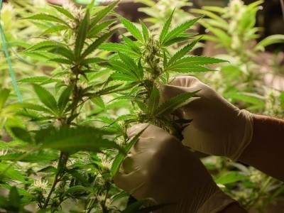 Better Seeds Power Sustainable Cannabis Farming